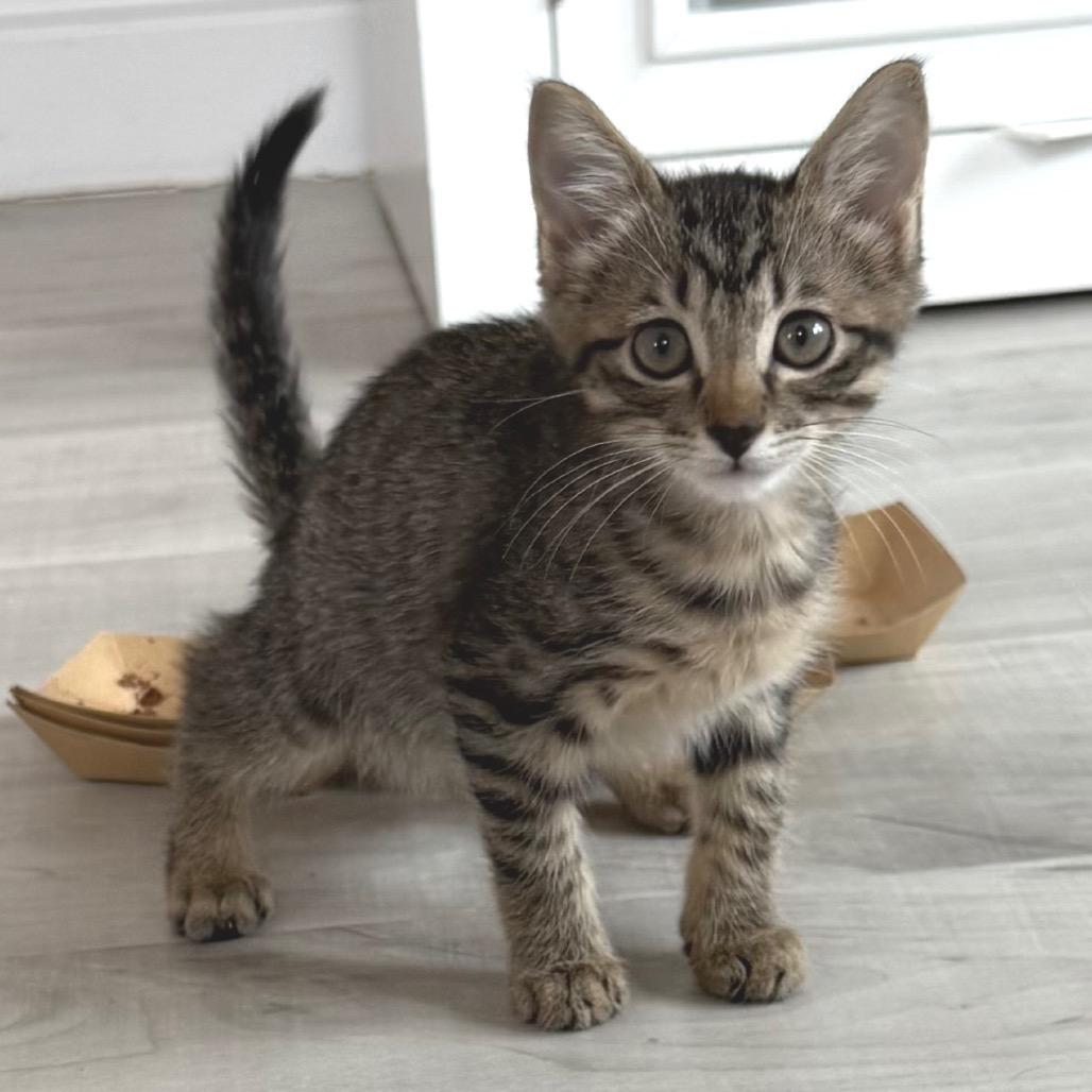 Enlarge Gelato, a Adoptable Domestic Short Hair in Parkland, FL image 4/6