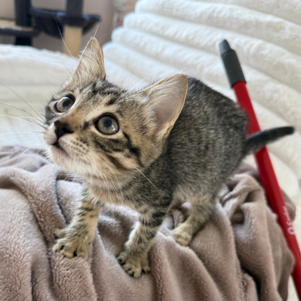 Enlarge Gelato, a Adoptable Domestic Short Hair in Parkland, FL image 5/6