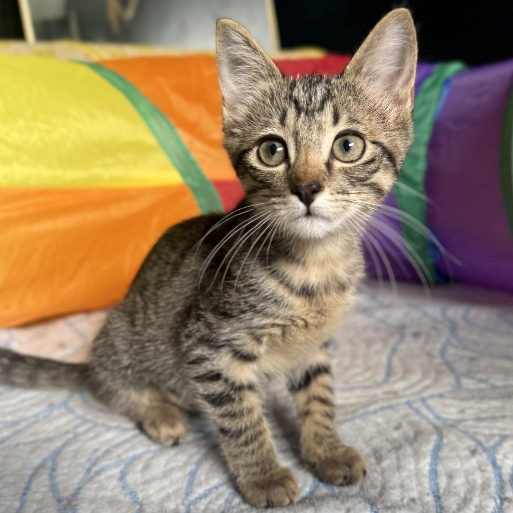 Enlarge Gelato, a Adoptable Domestic Short Hair in Parkland, FL image 2/6