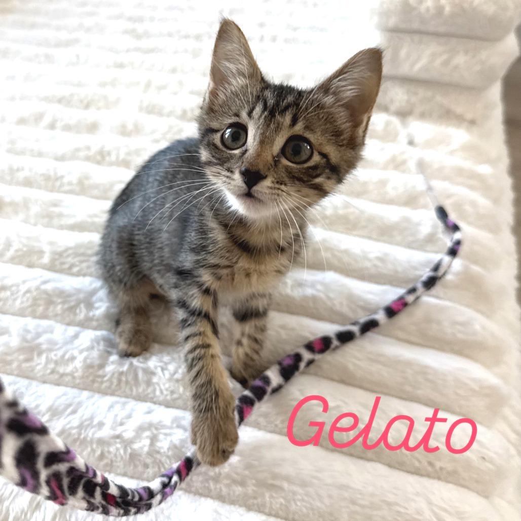 Enlarge Gelato, a Adoptable Domestic Short Hair in Parkland, FL image 3/6