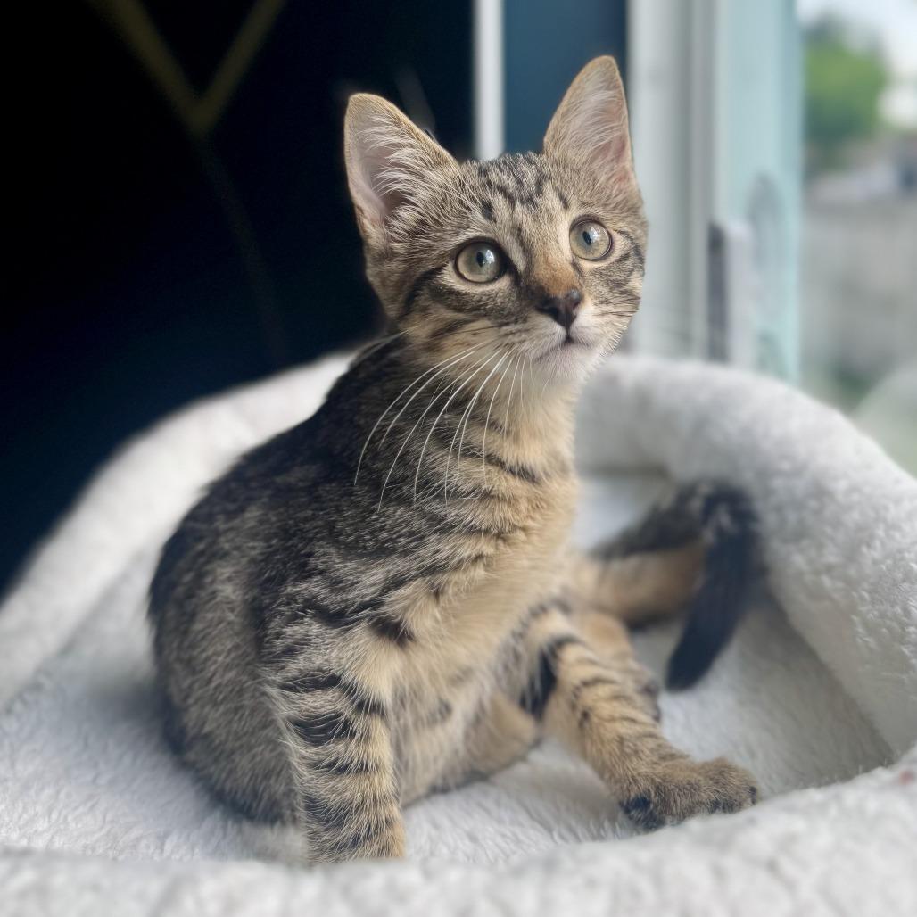 Gelato, Adoptable, Young Female Domestic Short Hair.