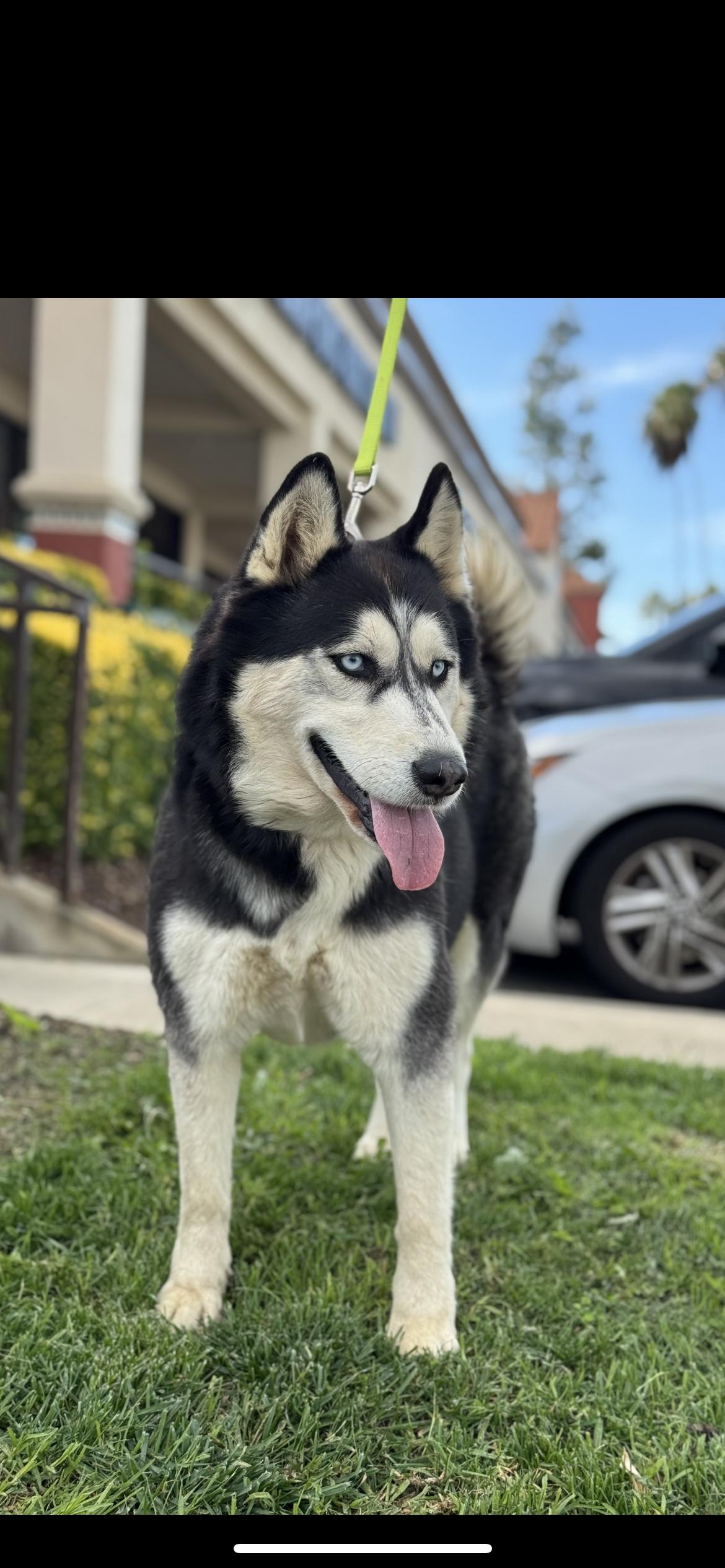 Daphne, a ADOPTABLE Siberian Husky in Hamden, CT image 1/6