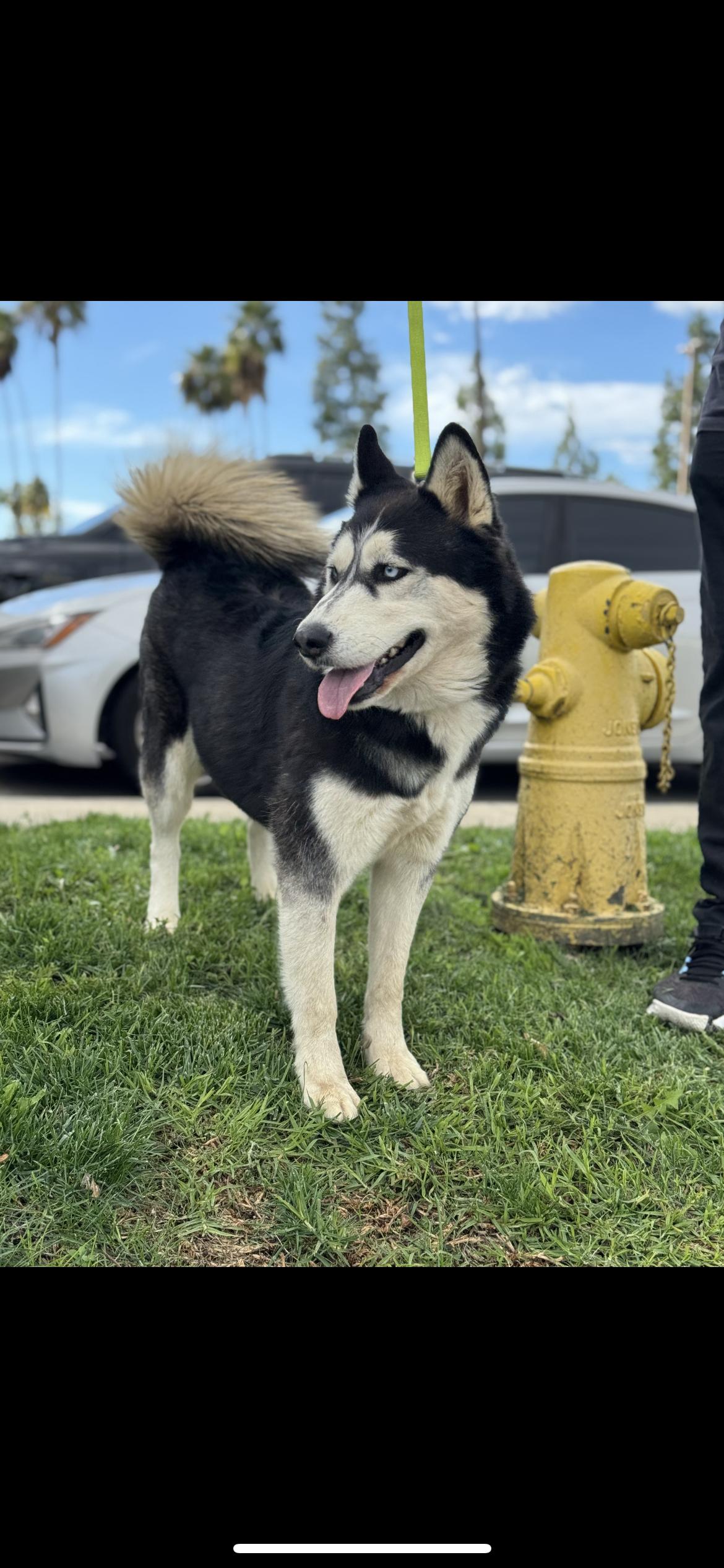 Daphne, a ADOPTABLE Siberian Husky in Hamden, CT image 4/6