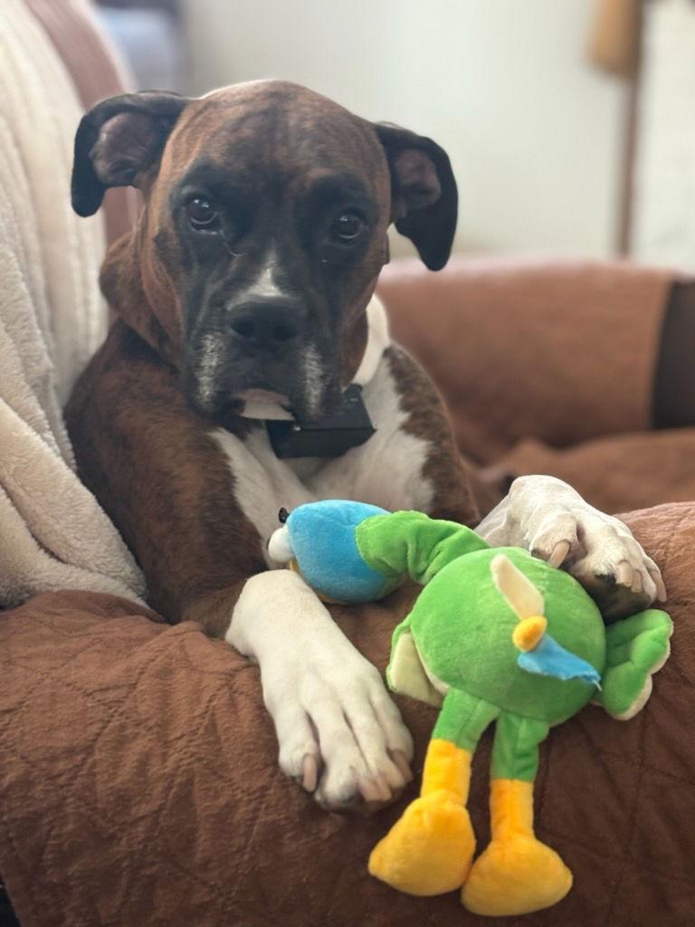 KNOX, Adopted, Adult Male Boxer.