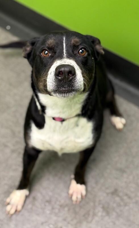 Enlarge Rena, a Adoptable Mixed Breed in Osseo, MI image 1/6
