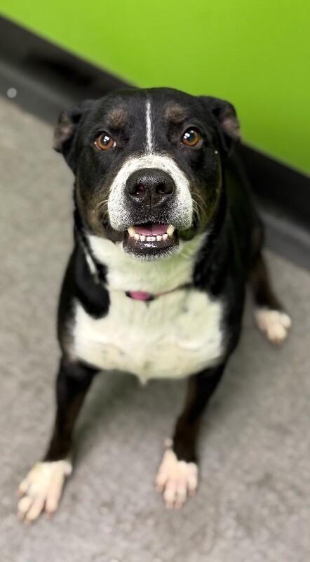 Enlarge Rena, a Adoptable Mixed Breed in Osseo, MI image 3/6