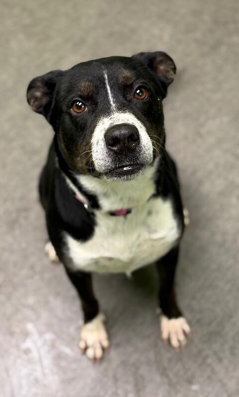 Enlarge Rena, a Adoptable Mixed Breed in Osseo, MI image 4/6