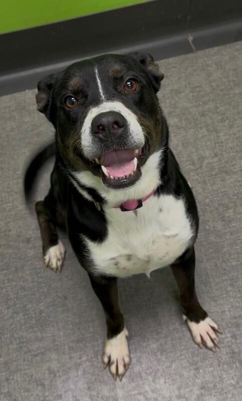 Enlarge Rena, a Adoptable Mixed Breed in Osseo, MI image 5/6