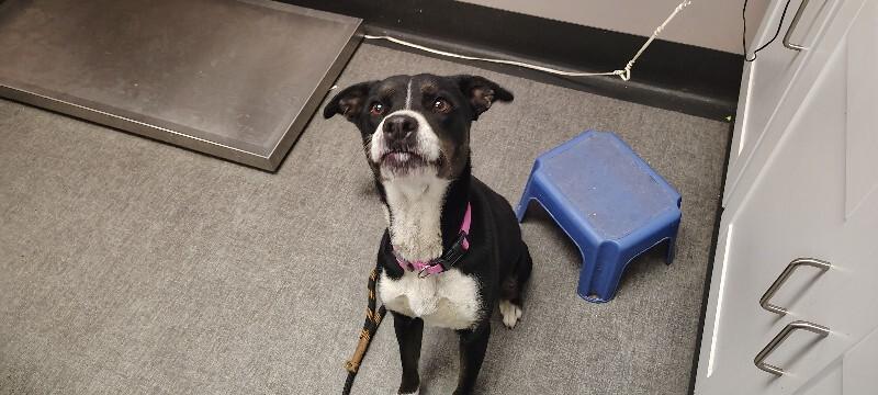 Enlarge Rena, a Adoptable Mixed Breed in Osseo, MI image 6/6