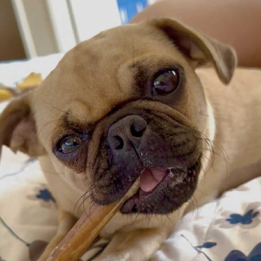 Pibble Von Voldersnort 2