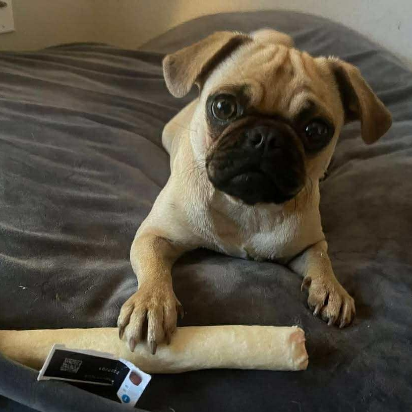 Pibble Von Voldersnort 2