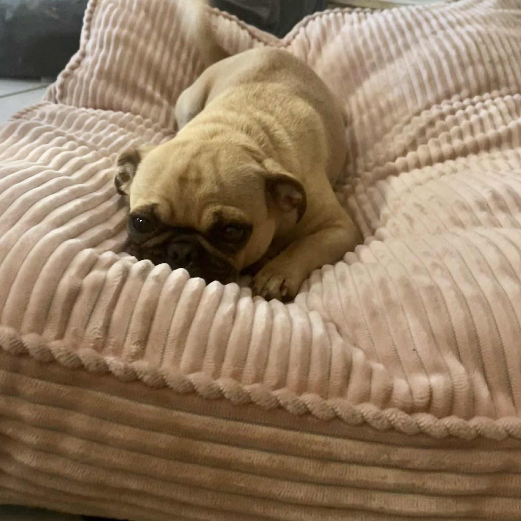 Pibble Von Voldersnort 2