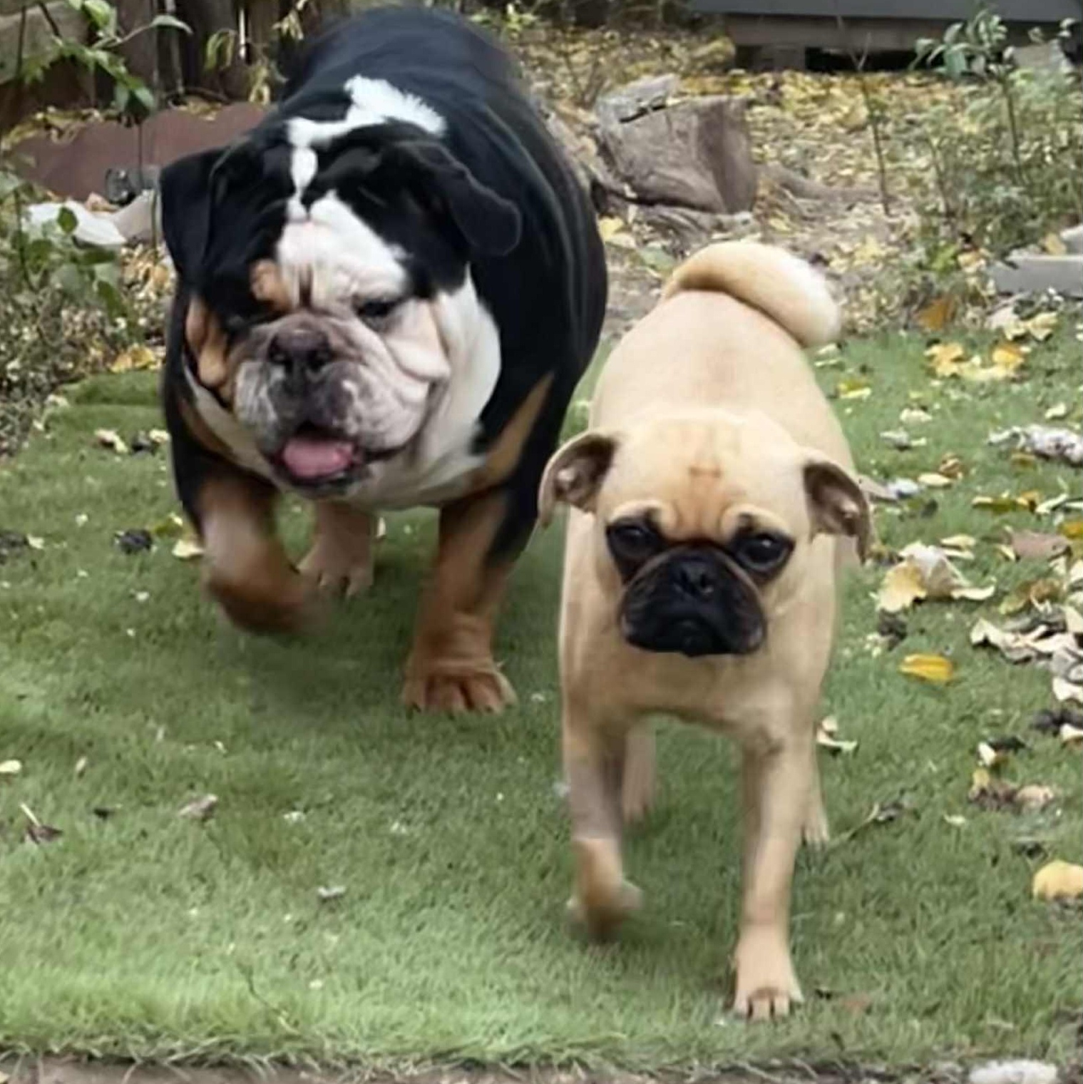 Pibble Von Voldersnort 2