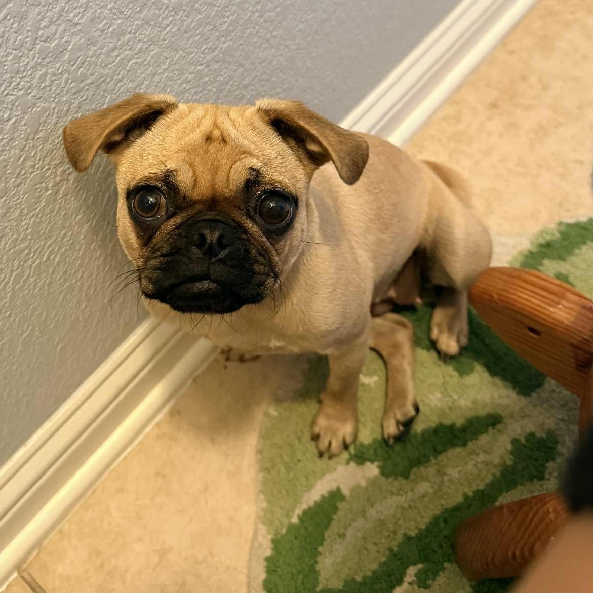 Pibble Von Voldersnort 2