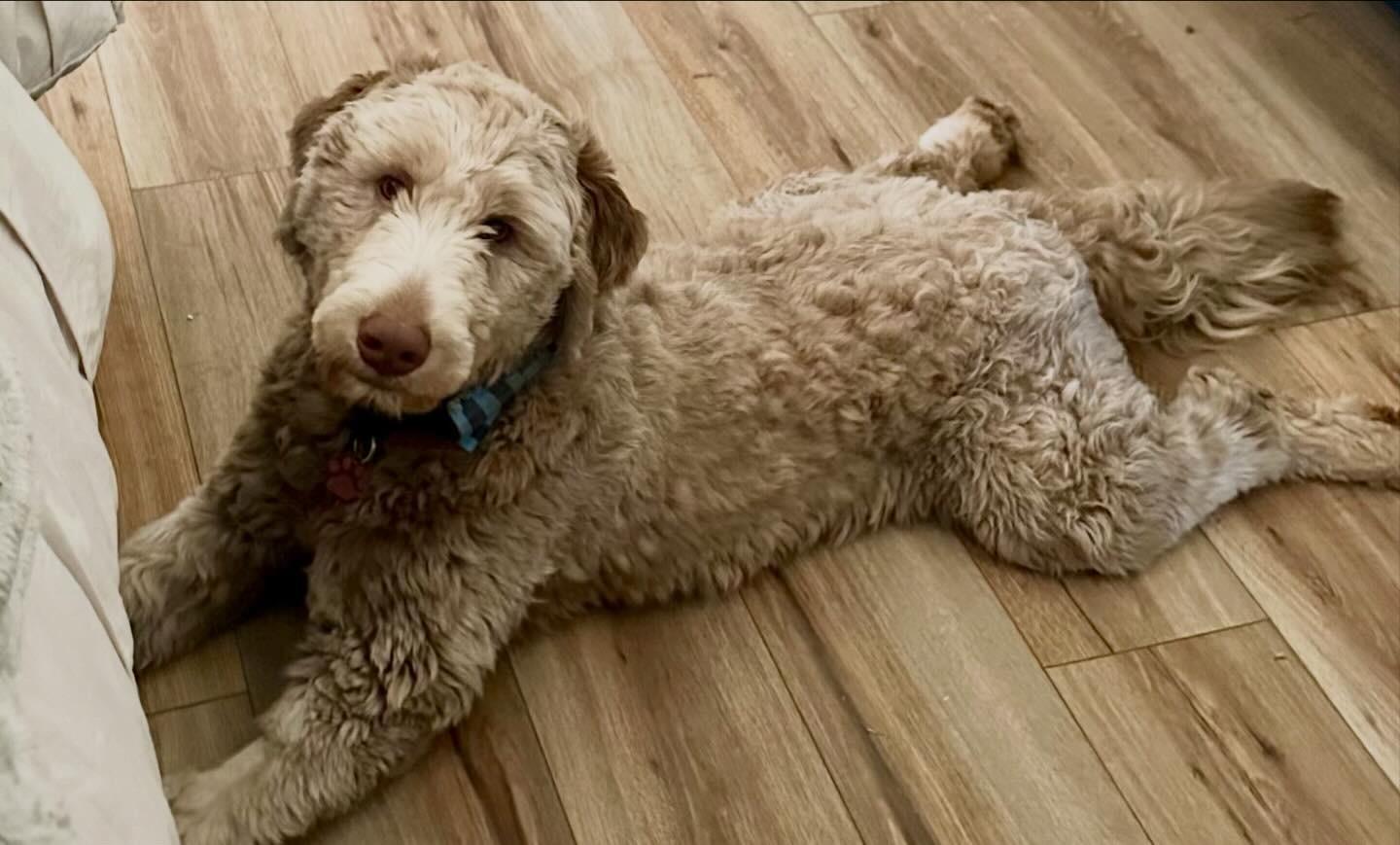 Enlarge Howard, a ADOPTABLE mixed breed in Edmond, OK image 3/3