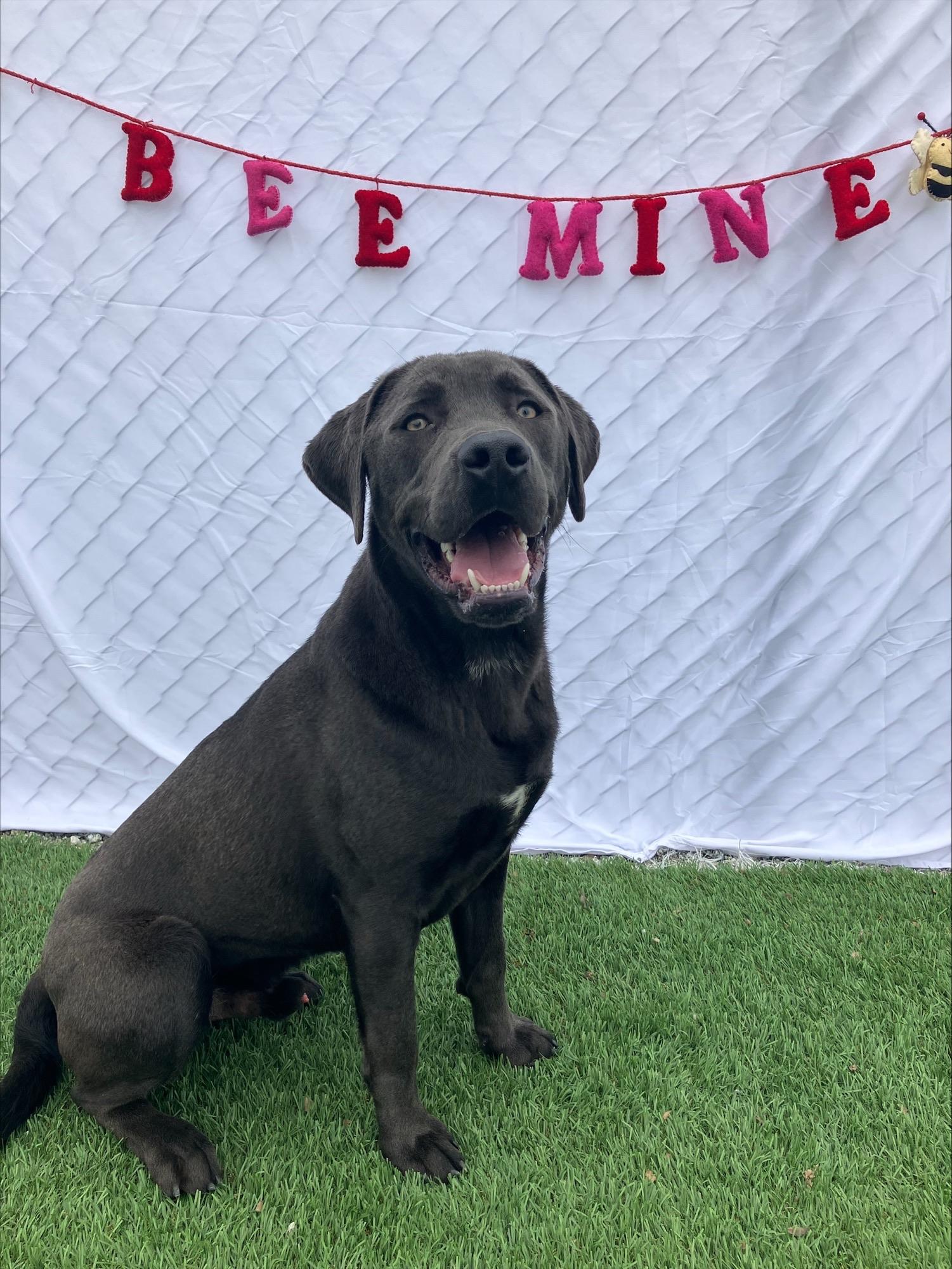 Quicksilver, a ADOPTABLE Labradoodle in Hollister, CA image 6/6