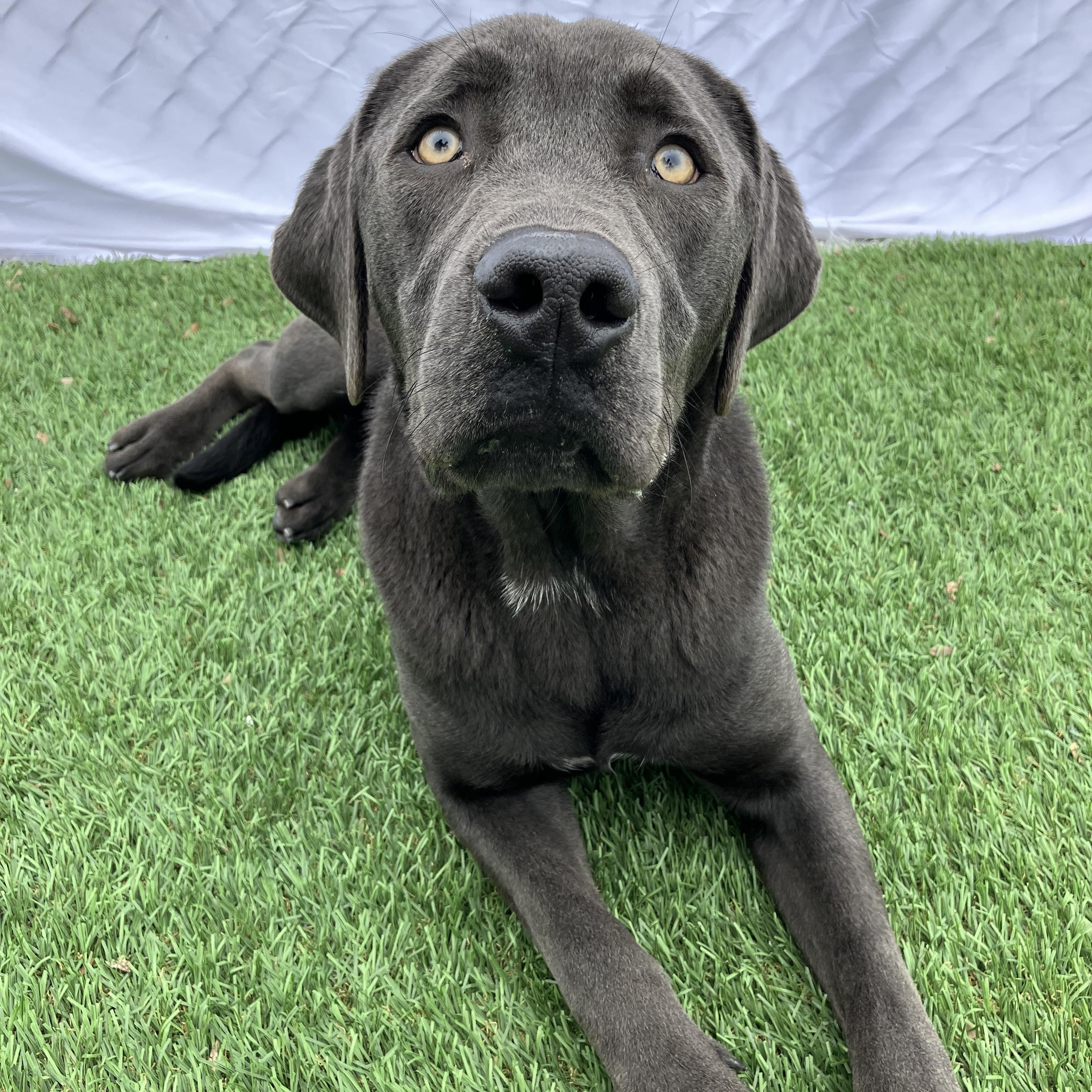 Quicksilver, a ADOPTABLE Labradoodle in Hollister, CA image 2/6