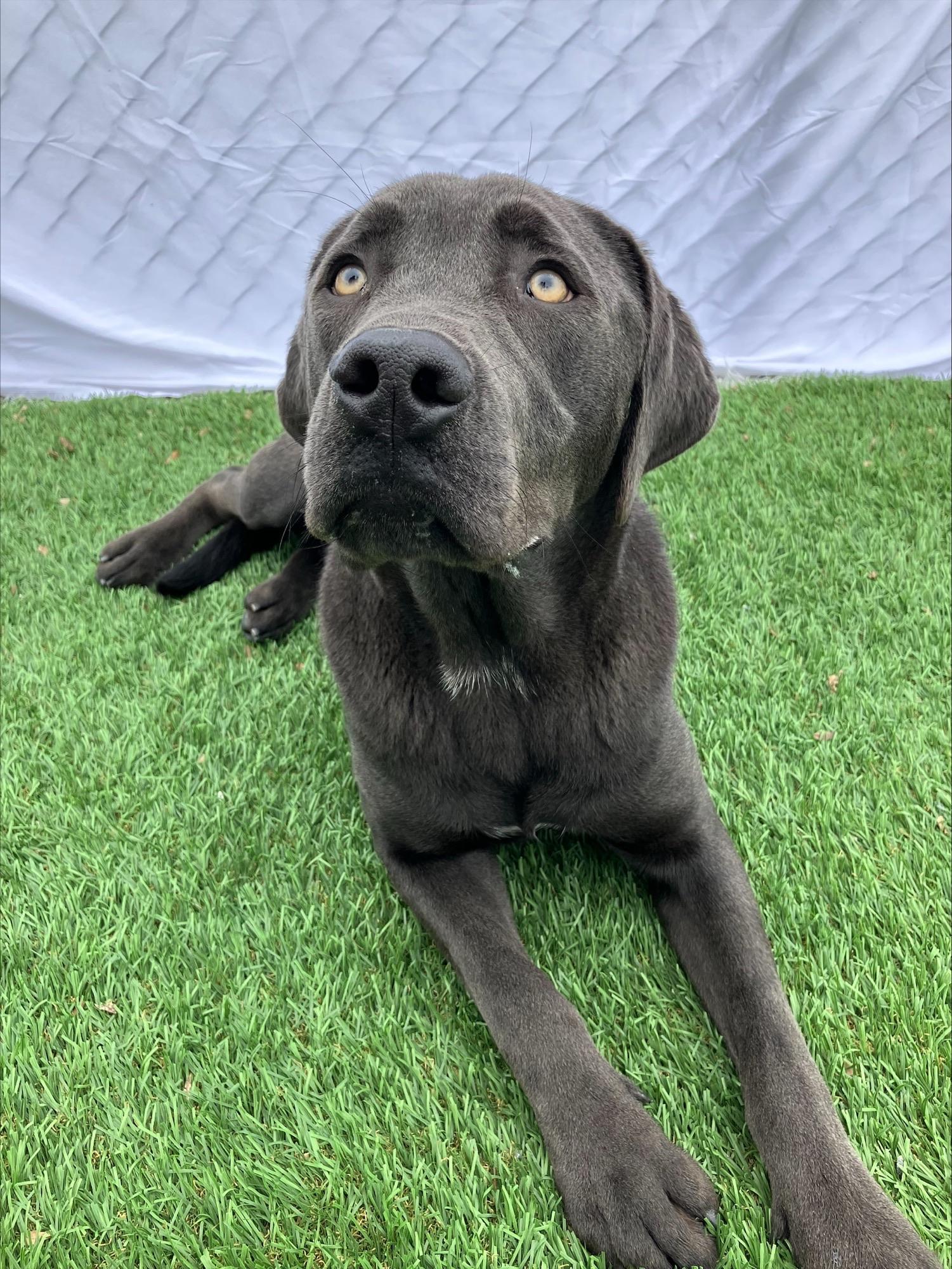 Quicksilver, a ADOPTABLE Labradoodle in Hollister, CA image 1/6