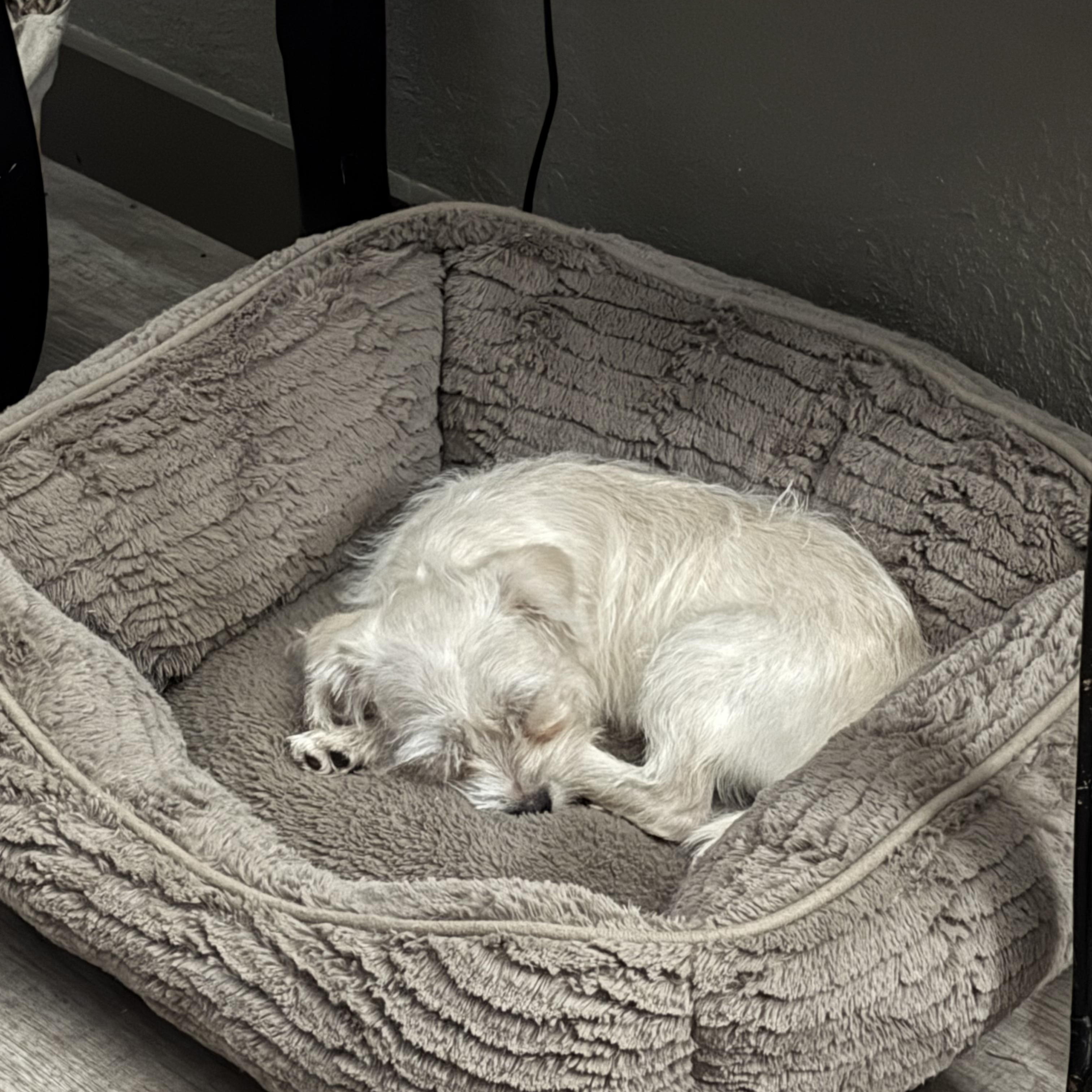 Enlarge Maltese/Shih/Poodle puppy!, an adopted mixed breed in Rowlett, TX image 1/6