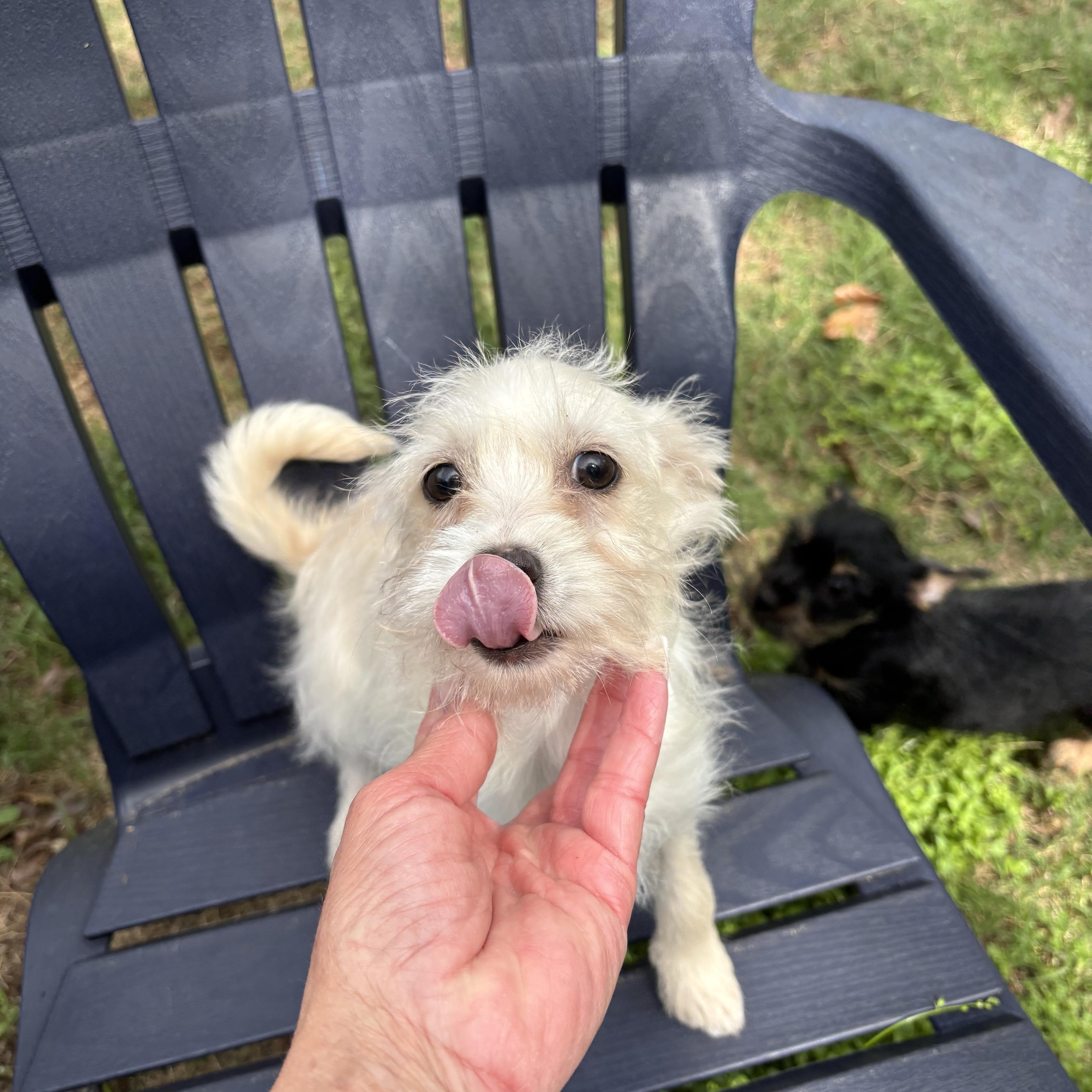 Enlarge Maltese/Shih/Poodle puppy!, an adopted mixed breed in Rowlett, TX image 4/6