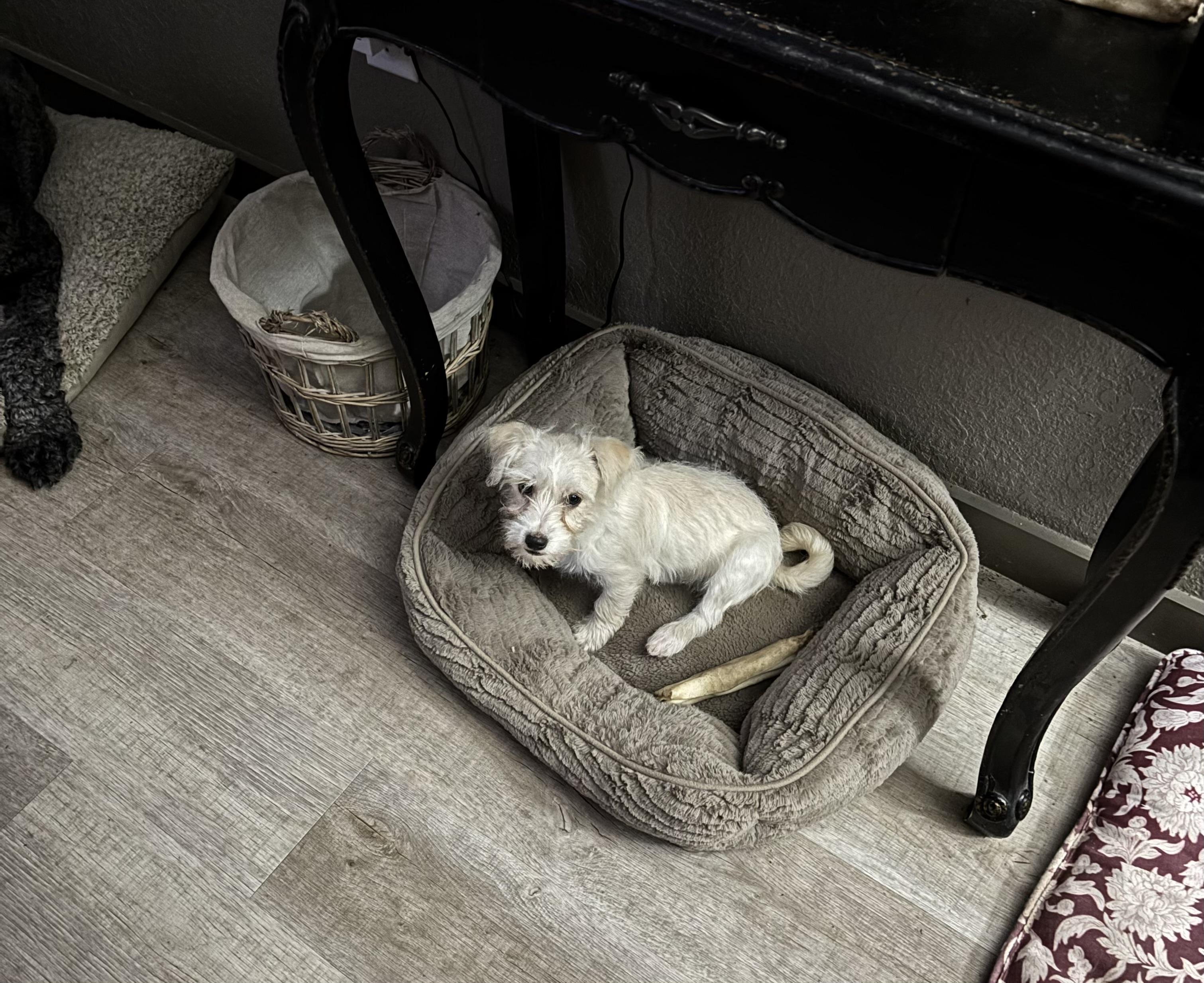 Enlarge Maltese/Shih/Poodle puppy!, an adopted mixed breed in Rowlett, TX image 3/6