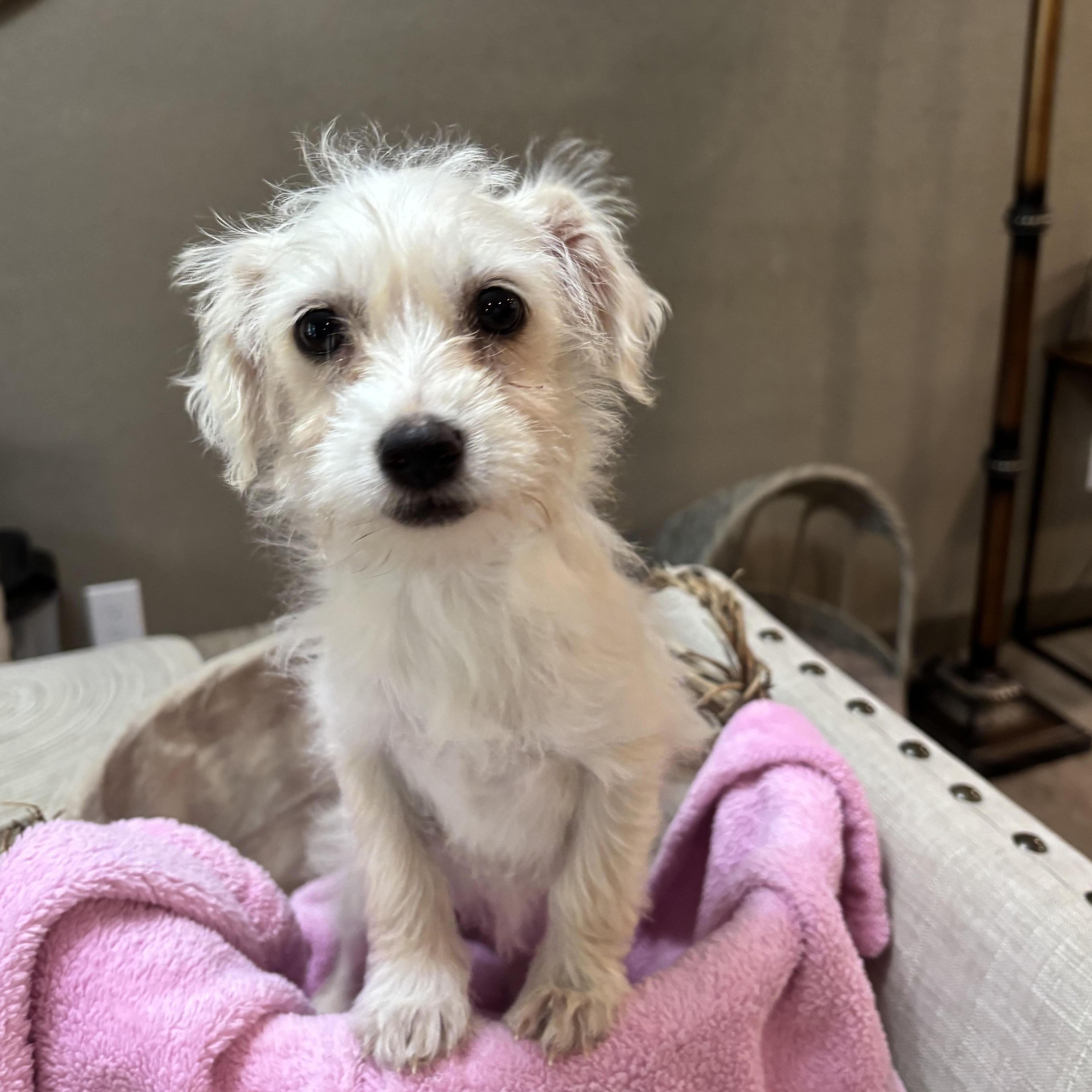Enlarge Maltese/Shih/Poodle puppy!, an adopted mixed breed in Rowlett, TX image 5/6