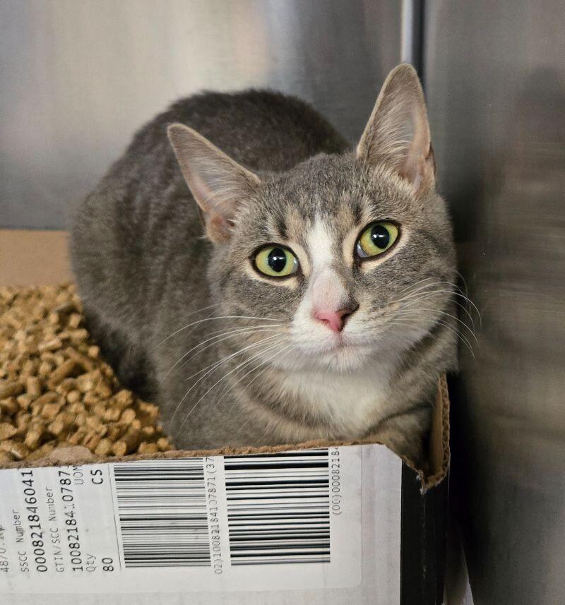 Smokescreen, a Adoptable Domestic Short Hair in Jackson, TN image 1/2