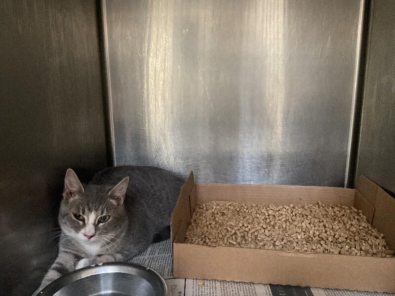 Smokescreen, a Adoptable Domestic Short Hair in Jackson, TN image 2/2