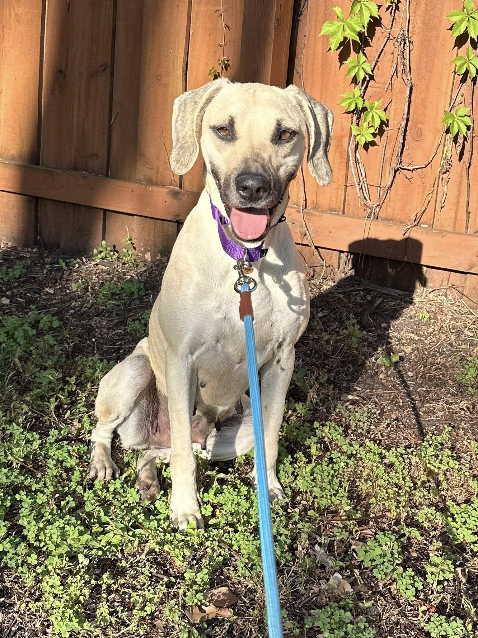 Enlarge Hazel Mae, a Adoptable Black Mouth Cur in Estero, FL image 1/2