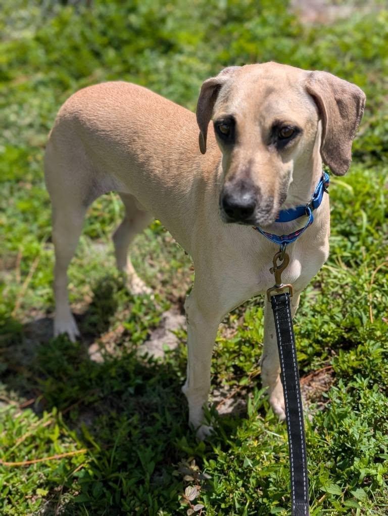 Hazel Mae, a Adoptable Black Mouth Cur in Estero, FL image 2/3