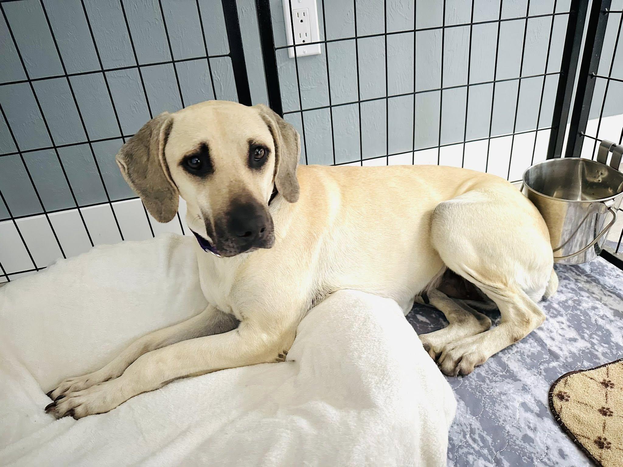 Enlarge Hazel Mae, a Adoptable Black Mouth Cur in Estero, FL image 2/2