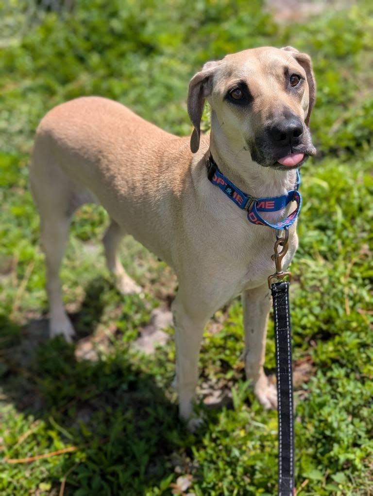 Hazel Mae, a Adoptable Black Mouth Cur in Estero, FL image 3/3