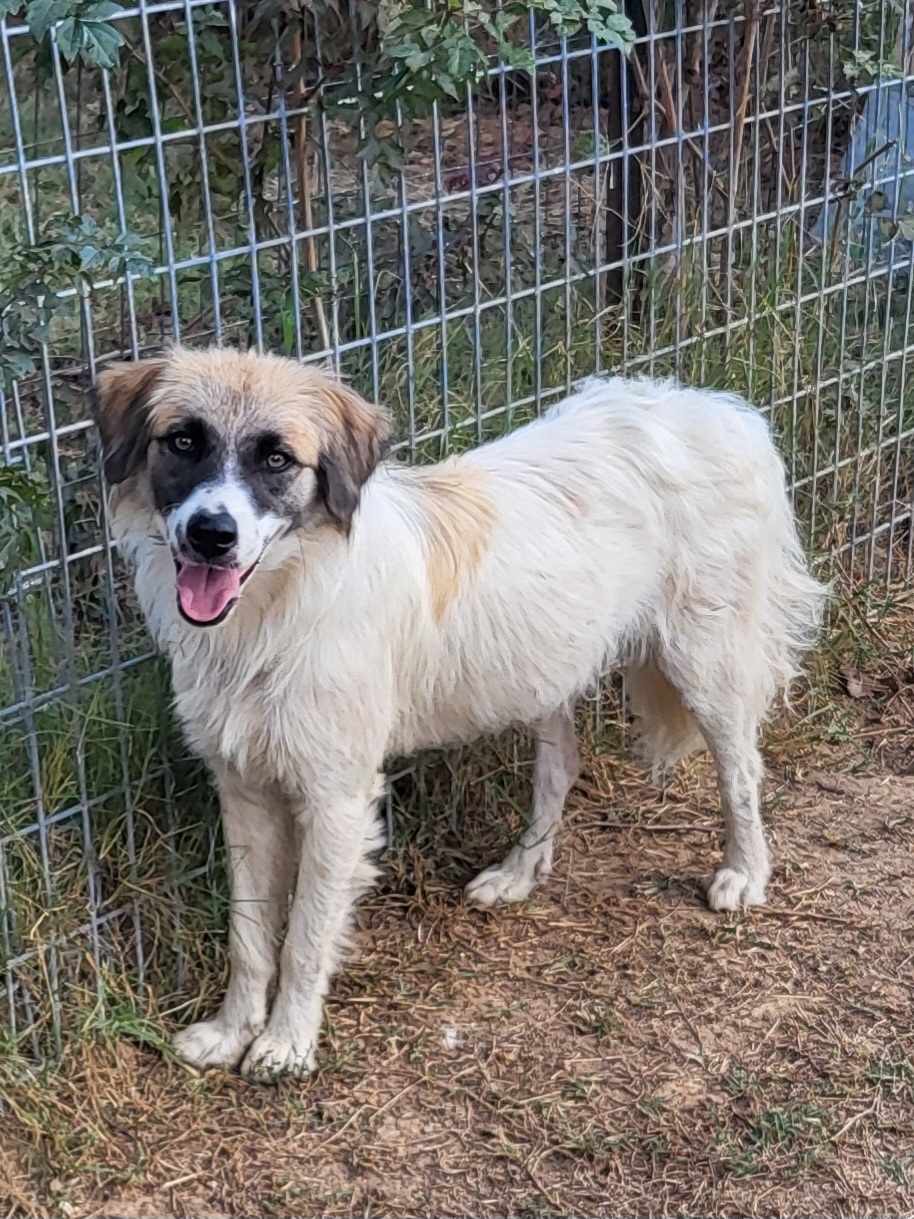 Dog for adoption River (foster to adopt), an Australian Shepherd