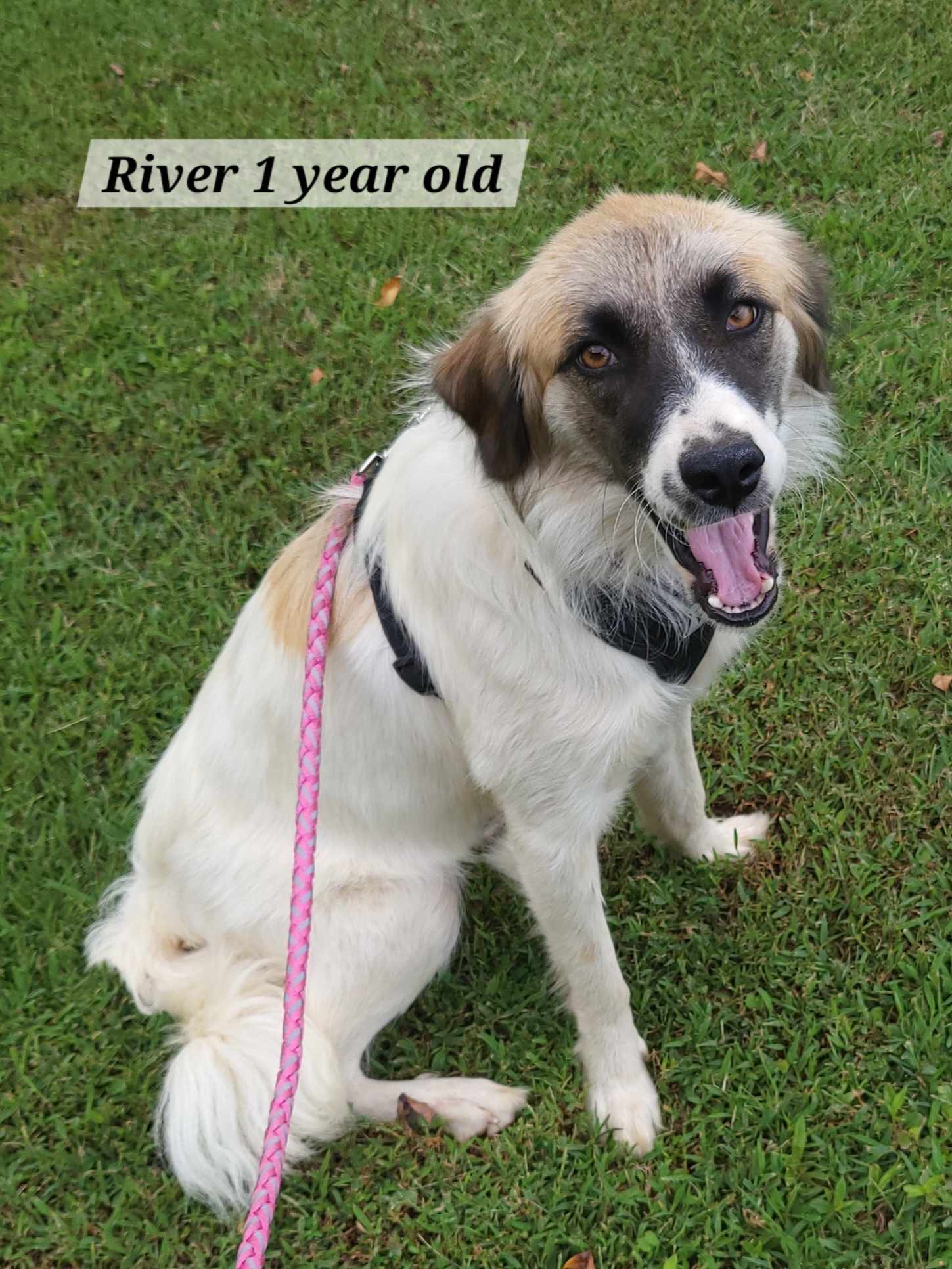 Dog for adoption River (foster to adopt), an Australian Shepherd