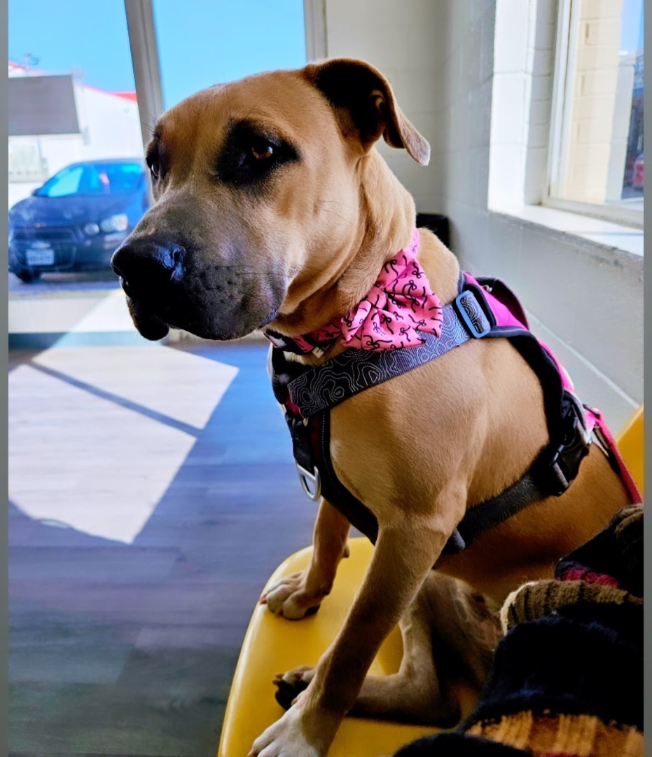 Bella, Adopted, Adult Female Black Mouth Cur & Staffordshire Bull Terrier.
