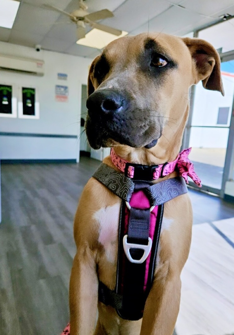 Enlarge Bella, a Adopted mixed breed in Inez, TX image 2/6