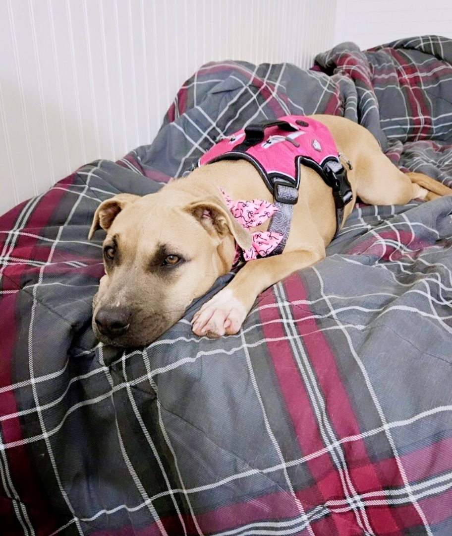 Enlarge Bella, a Adopted mixed breed in Inez, TX image 4/6