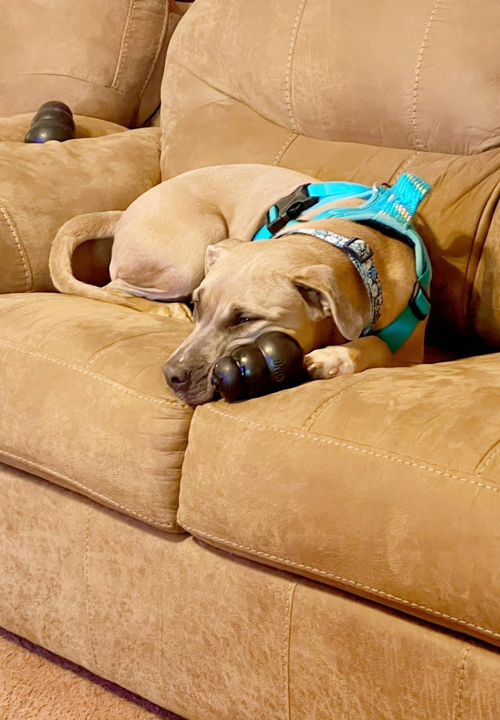 Enlarge Bella, a Adopted mixed breed in Inez, TX image 5/6