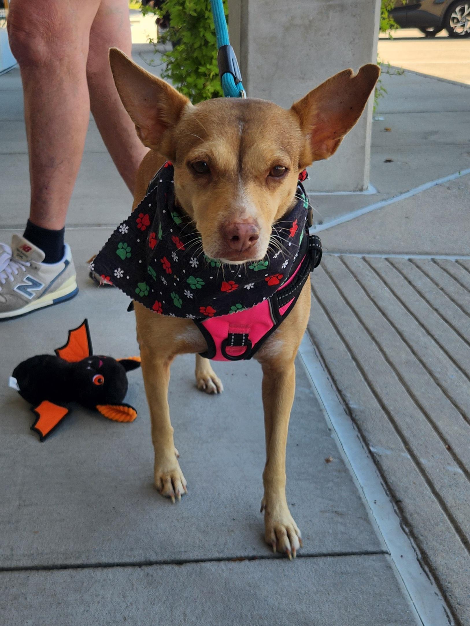 Heidi, Adoptable, Adult Female Mixed Breed.