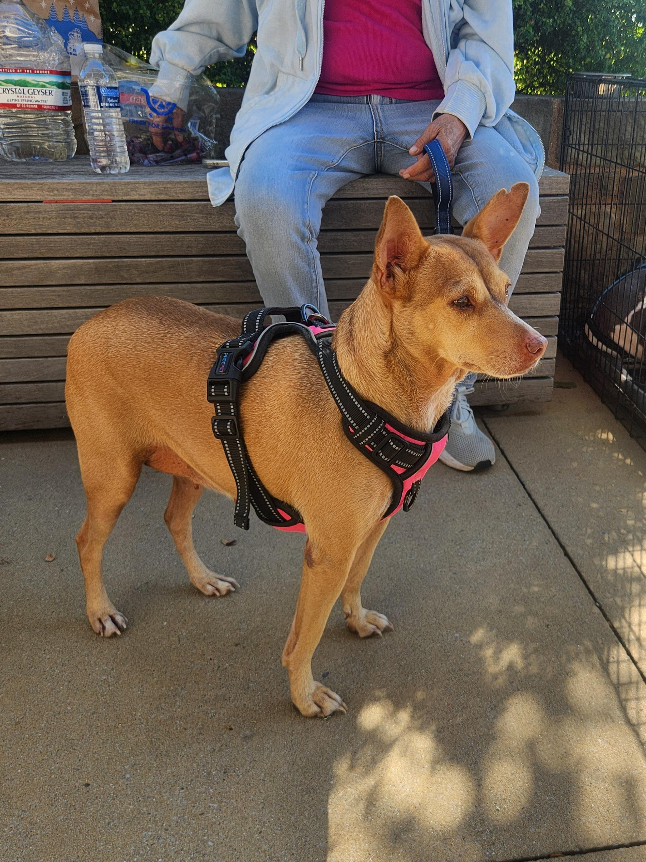 Enlarge Heidi, a Adoptable Mixed Breed in Dallas, TX image 2/4