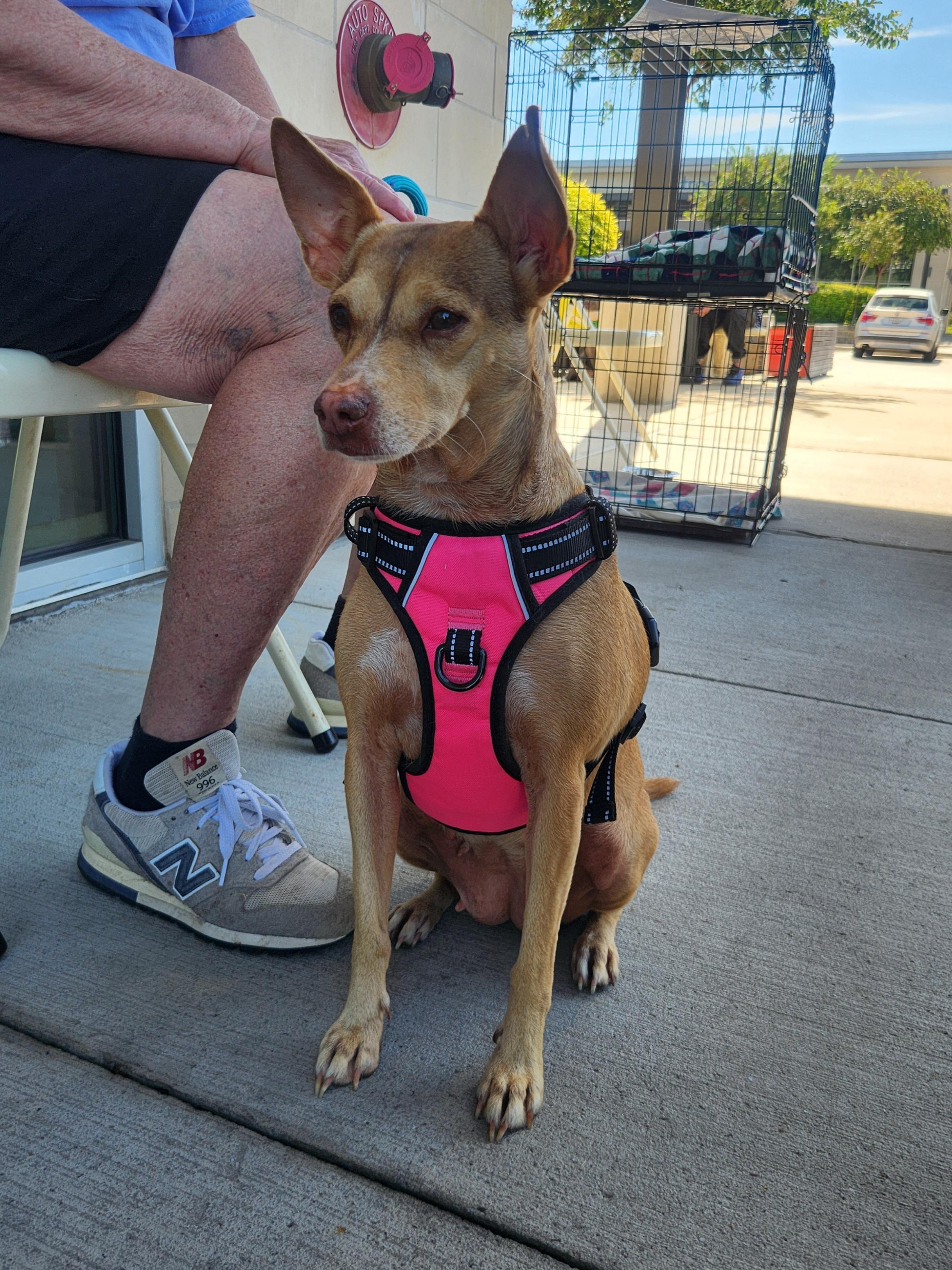 Enlarge Heidi, a Adoptable Mixed Breed in Dallas, TX image 3/4