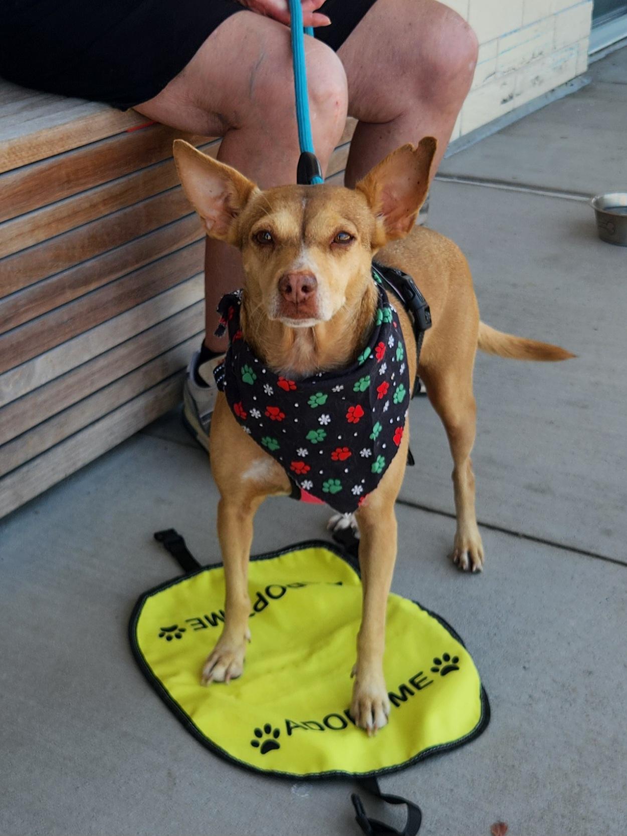 Enlarge Heidi, a Adoptable Mixed Breed in Dallas, TX image 4/4