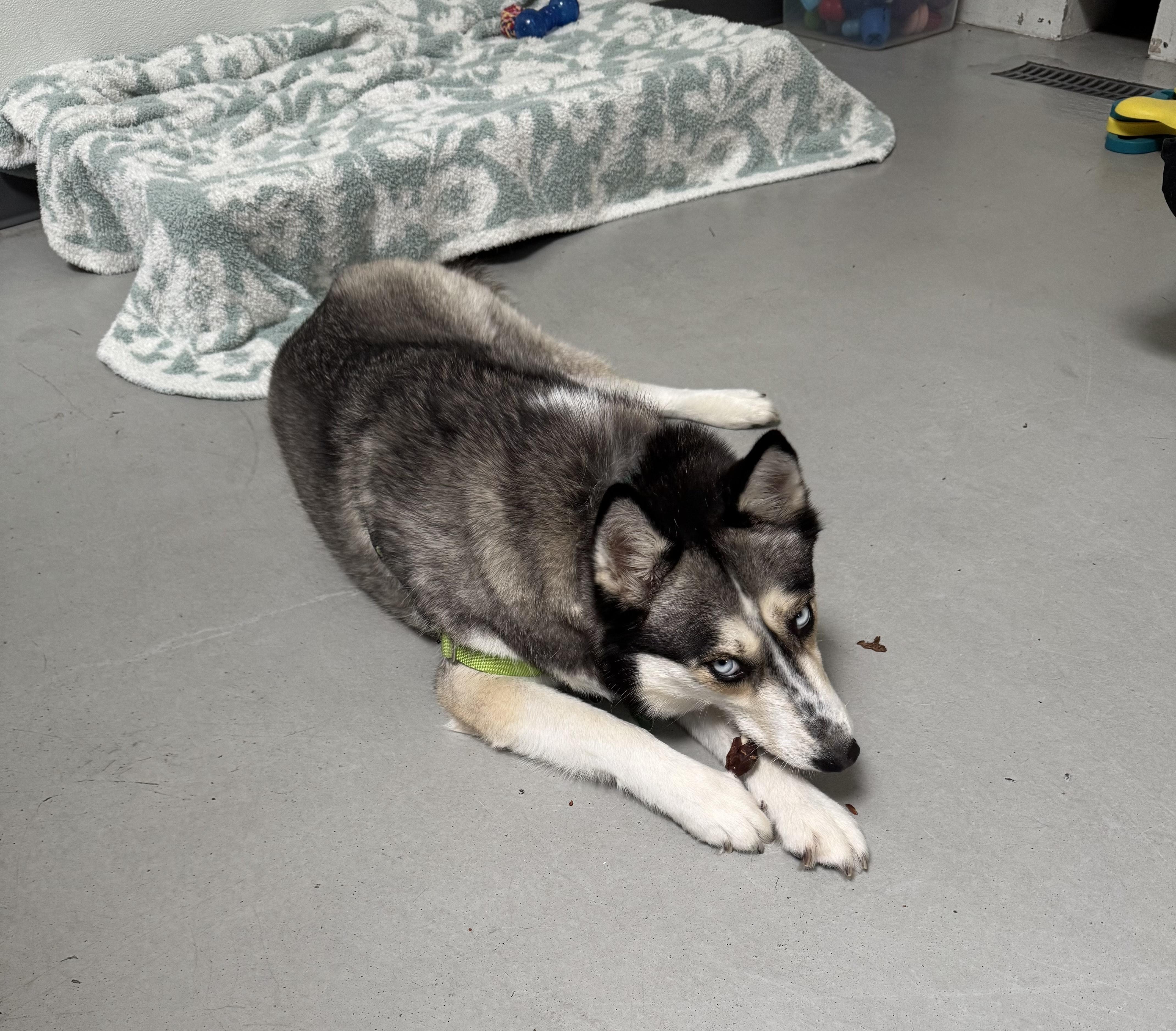 Meeko, Adoptable, Young Female Siberian Husky.