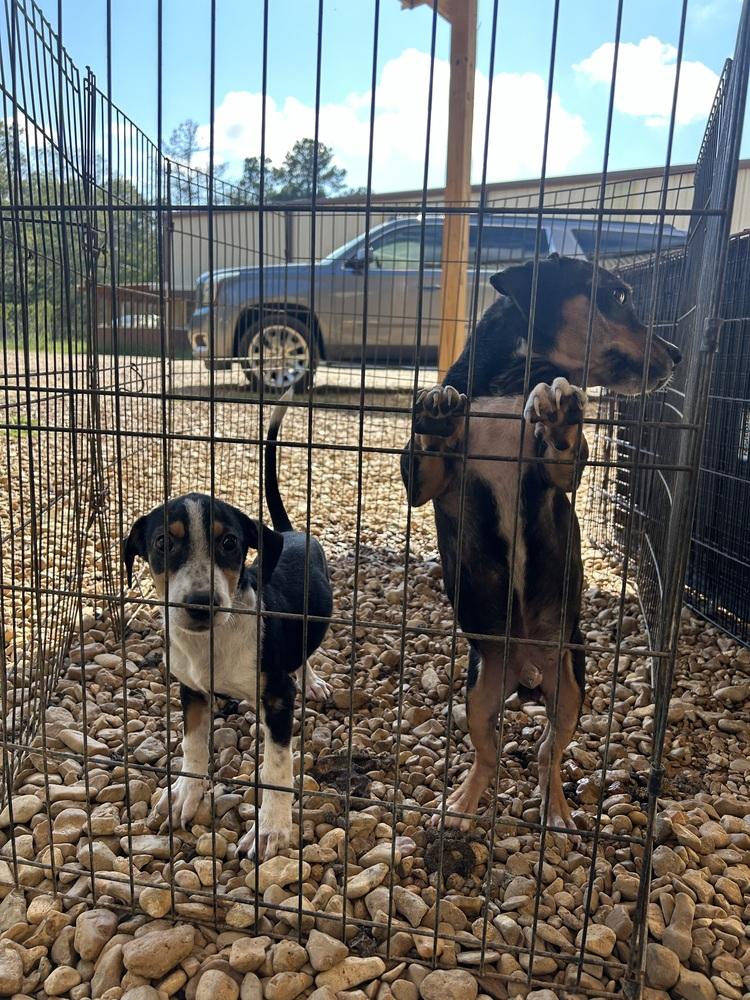 Enlarge Kane 24, a Adoptable mixed breed in Crystal Springs, MS image 1/4