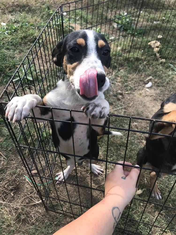 Enlarge Kane 24, a Adoptable mixed breed in Crystal Springs, MS image 3/4