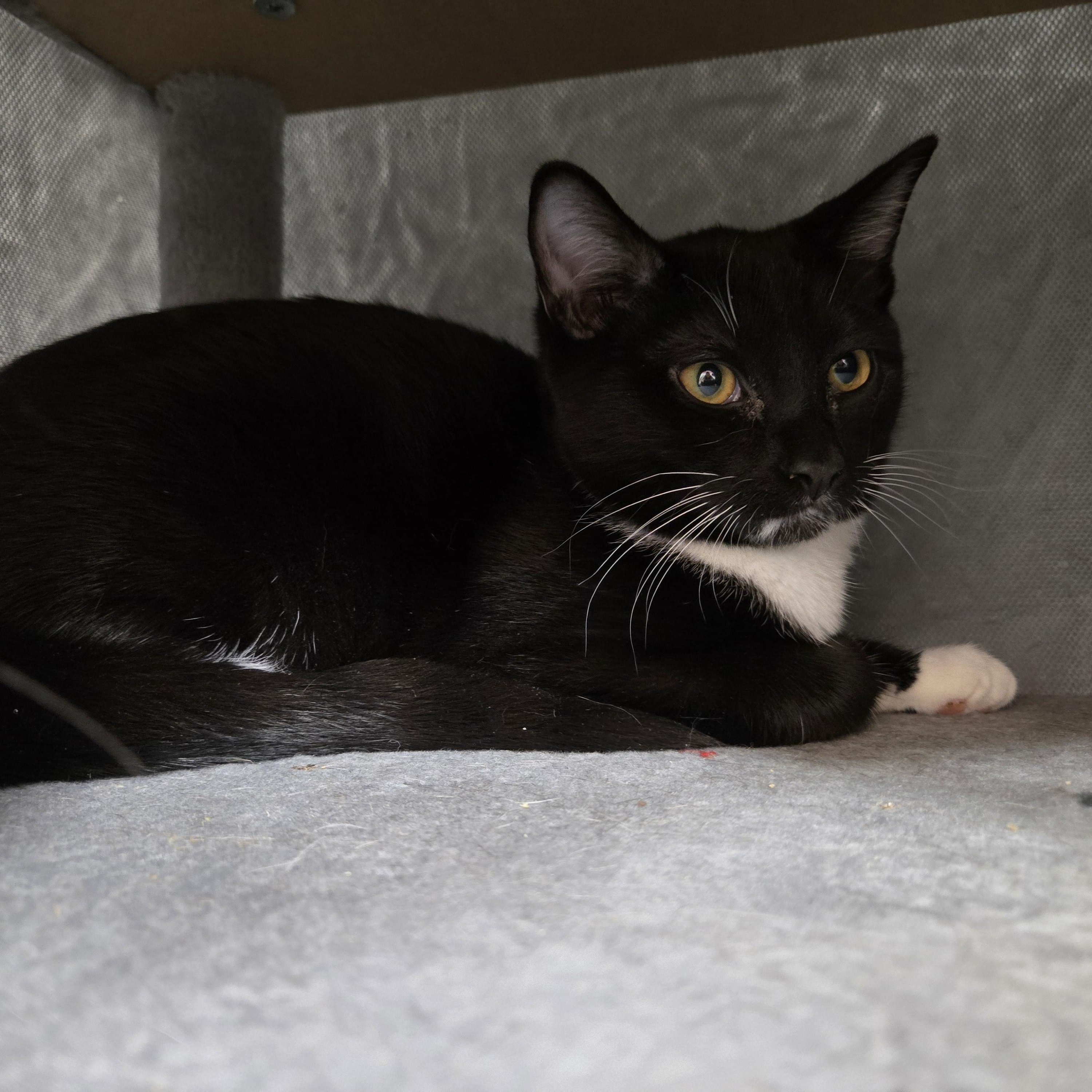 Enlarge Gummy Bear, a Adoptable Domestic Short Hair in Paris, ME image 3/3