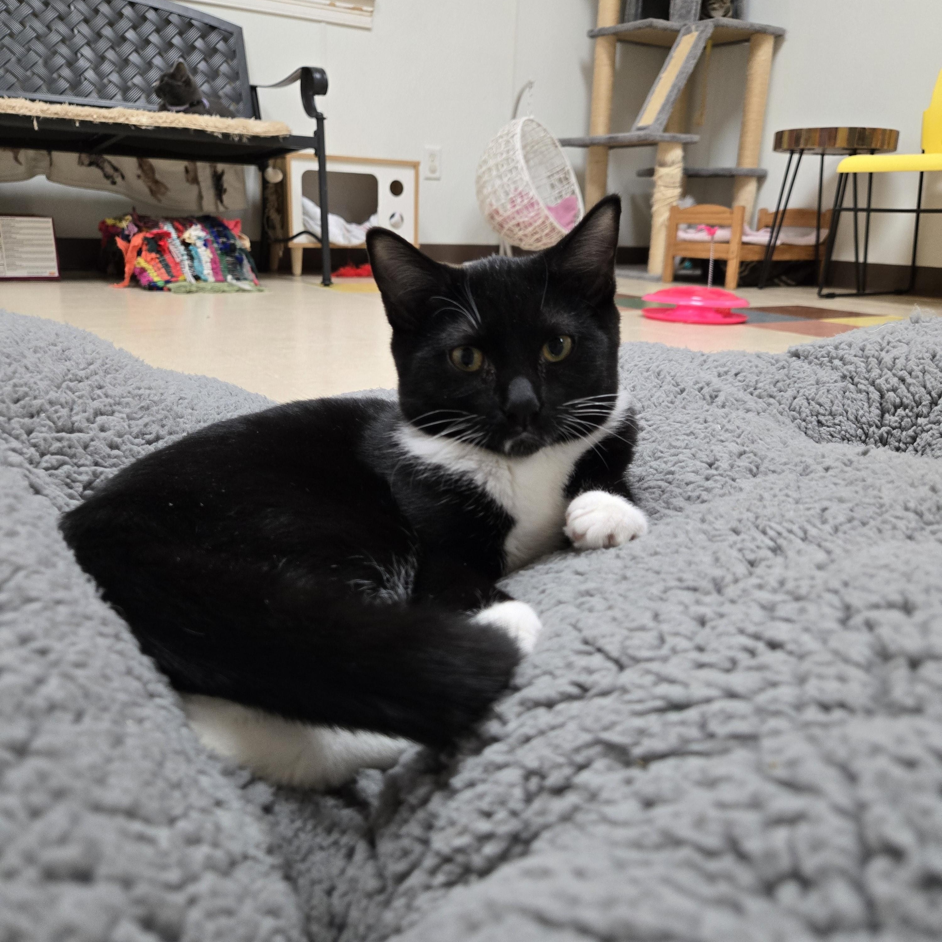 Enlarge Gummy Bear, a Adoptable Domestic Short Hair in Paris, ME image 2/3