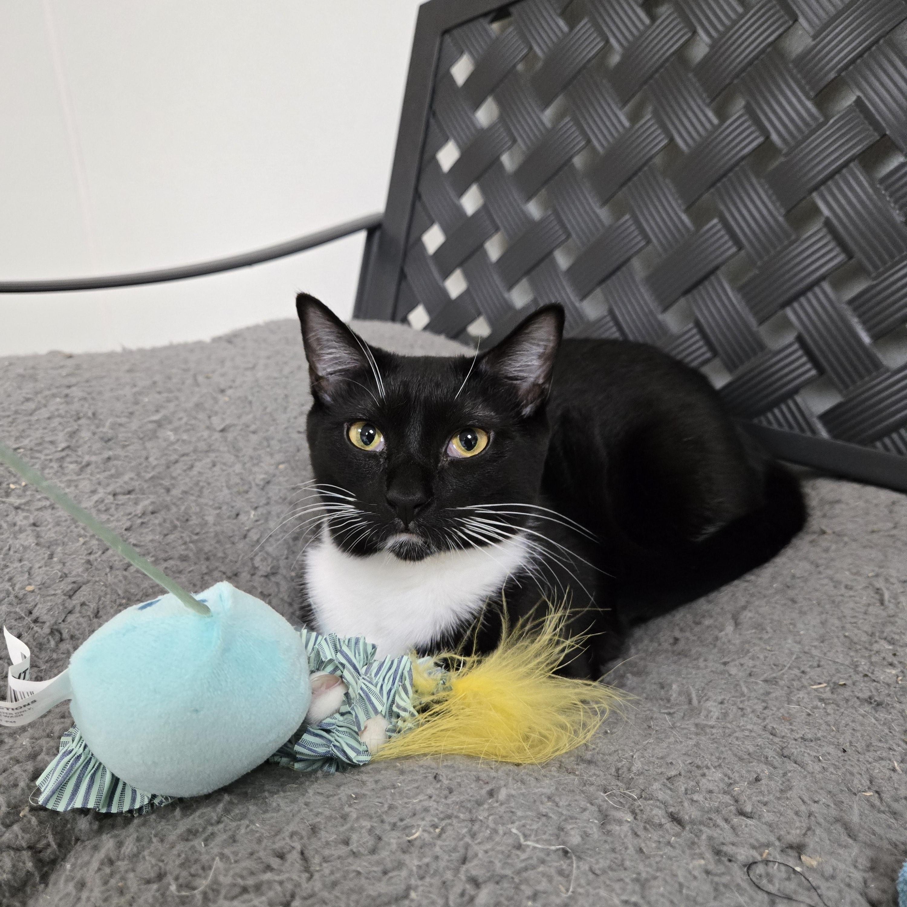 Enlarge Gummy Bear, a Adoptable Domestic Short Hair in Paris, ME image 1/3