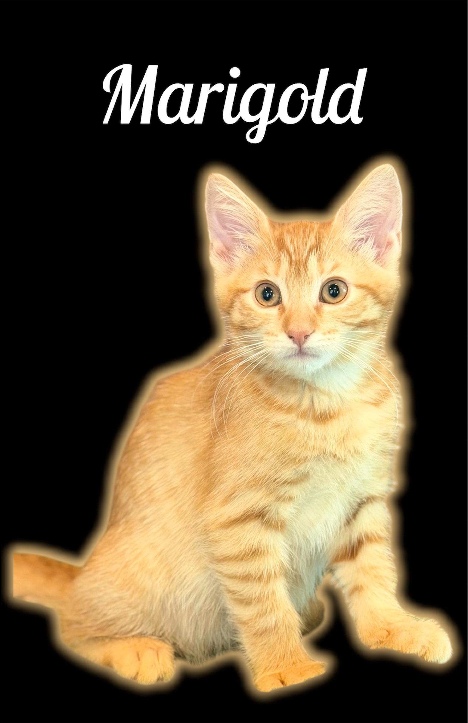 Enlarge Marigold (Maragold), an adopted Domestic Short Hair in Auburn, CA image 1/1