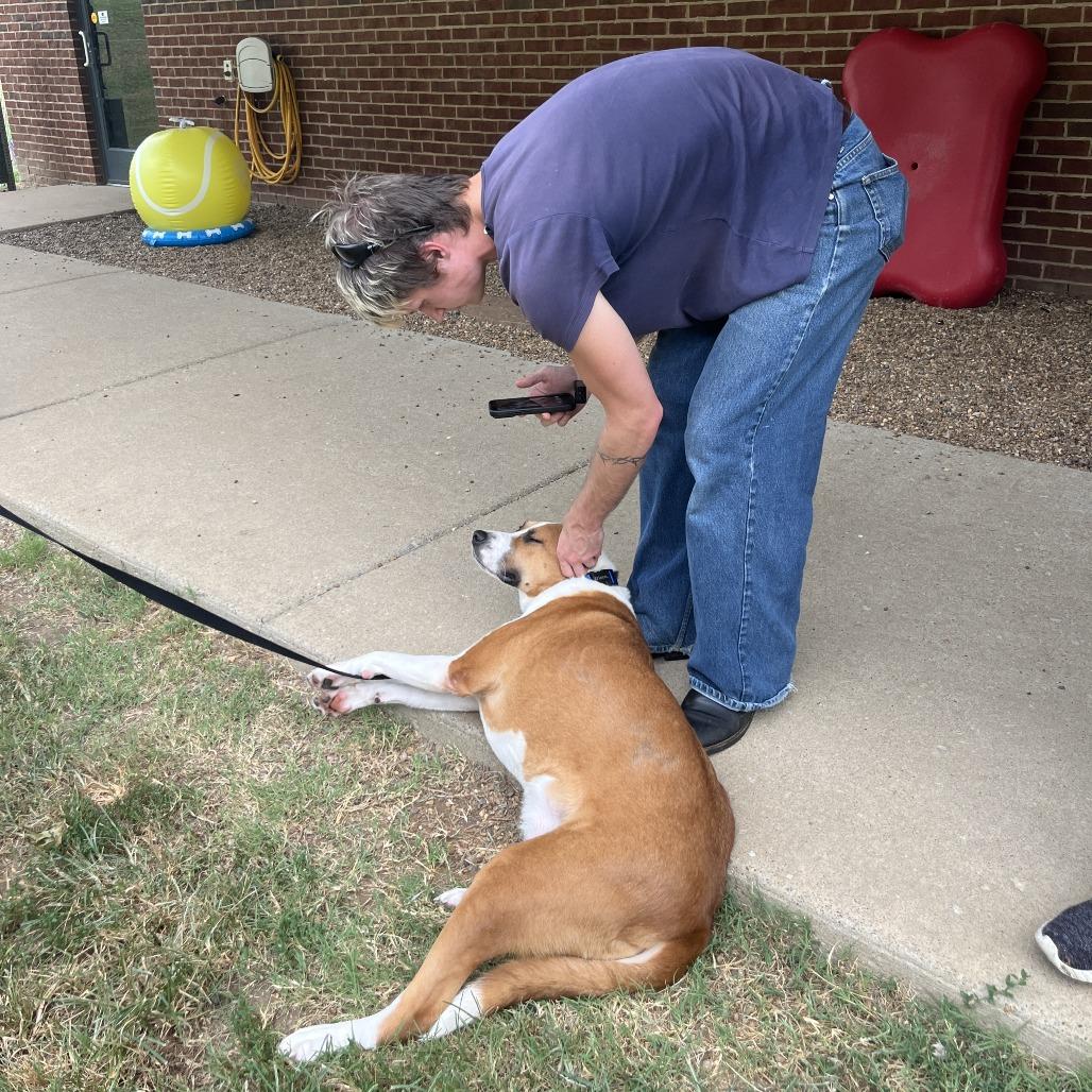 Enlarge Almond, a Adoptable mixed breed in Nashville, TN image 1/6